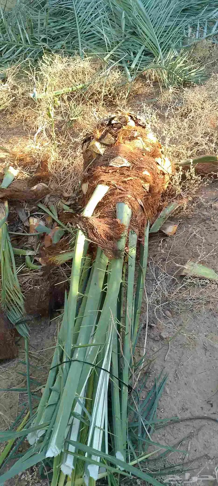 يوجد نخيل البيع اسعرطيب نخل علااشراط 5