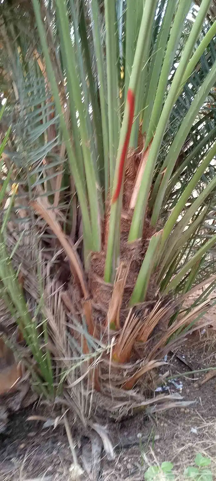 يوجد نخيل البيع اسعرطيب نخل علااشراط 6