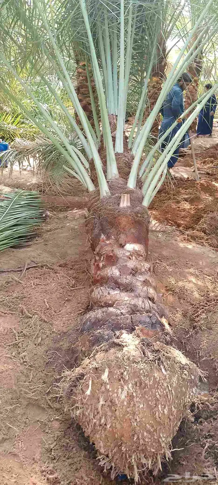 يوجد نخيل البيع اسعرطيب نخل علااشراط 7