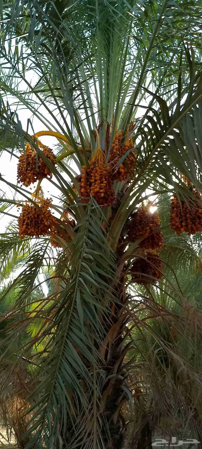يوجد نخيل البيع اسعرطيب نخل علااشراط 9