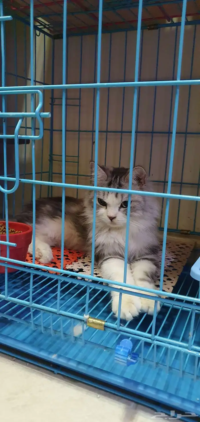 فندقة قطط الخفجي 4