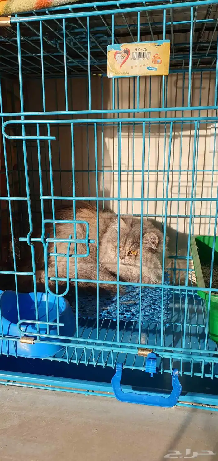 فندقة قطط الخفجي 3