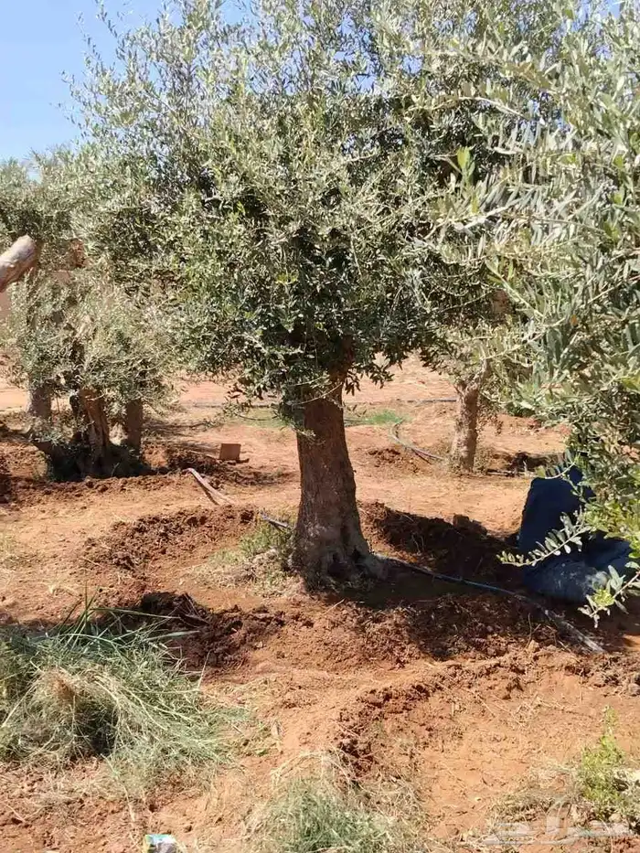 يوجد لدينا جميع انواع الأشجار التوصل علا 2