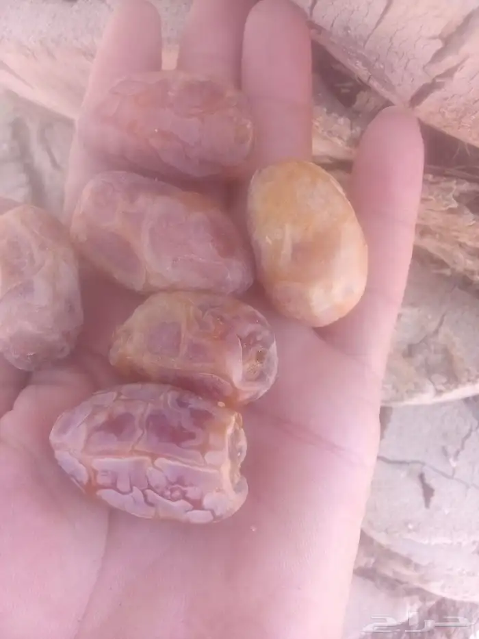 نخيل وتمور فاخره للبيع 5