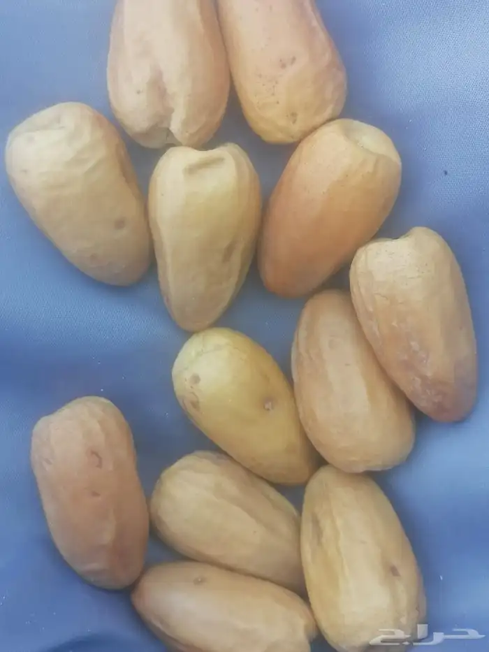 يوجد غرايس نخل بياض نجران كفو 14
