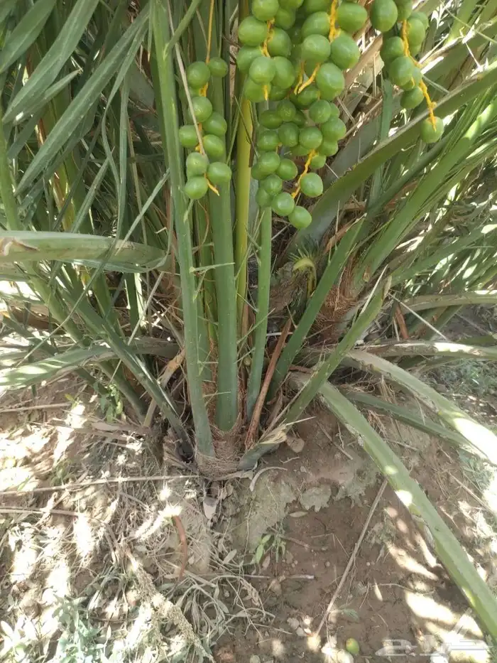 نقابل مجدول وعجوه 5