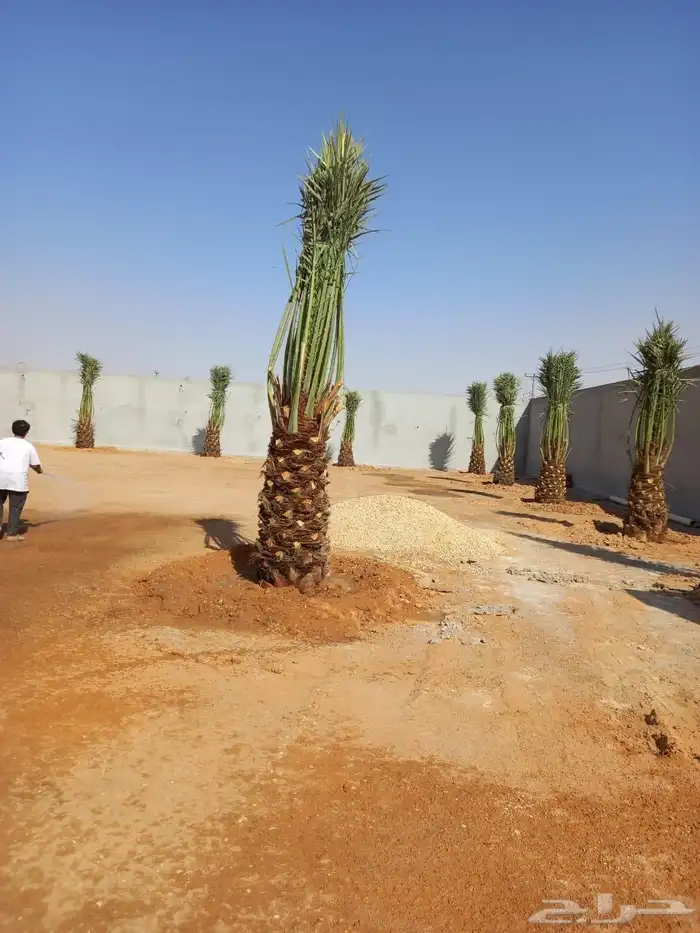 نخل مثمر فاخر خلاص سكري صقعي مجدول نبوت سلطان خضري شيشي برحي 1