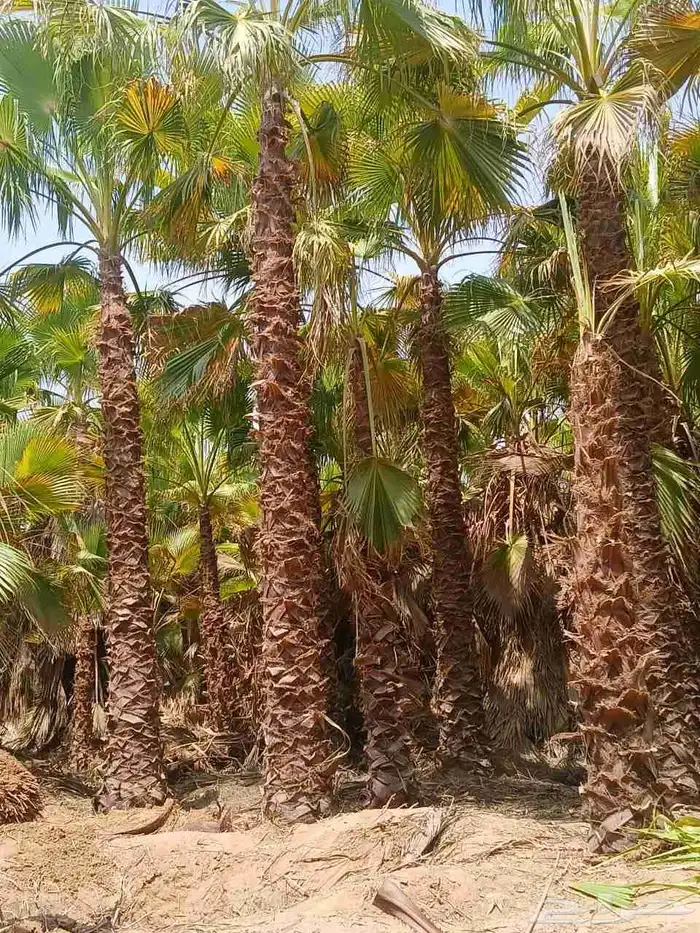 مشتل زرع وتيل طبيعي 2