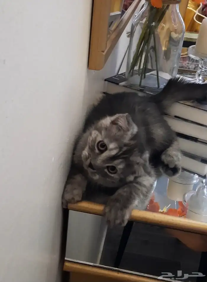 قطة صغيرة سكوتش فولد 3