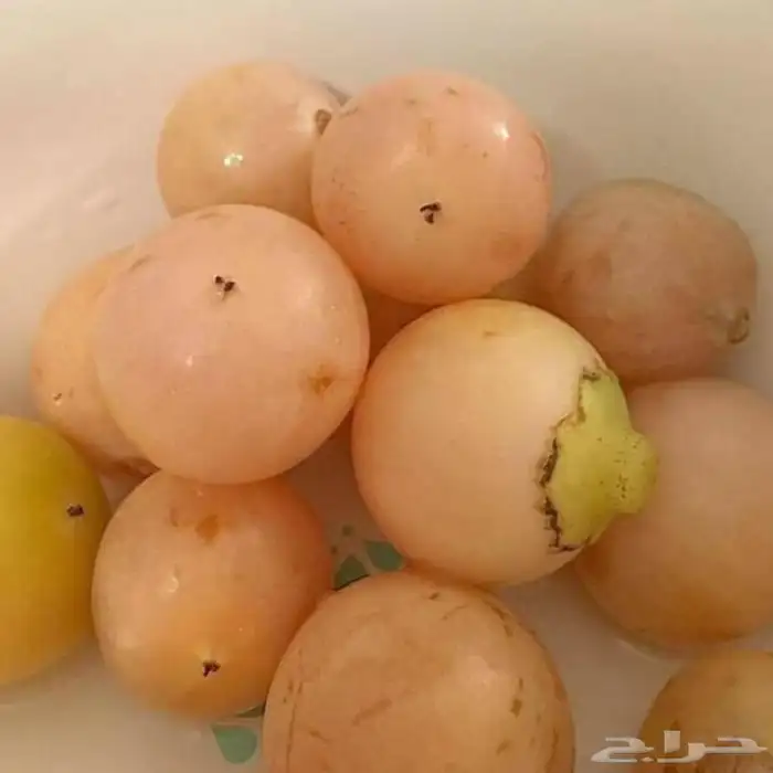 شتلات البمبر طعم لذيذ 0