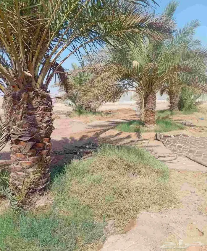 نخل خلاص وبرحي للبيع العدد 30 0