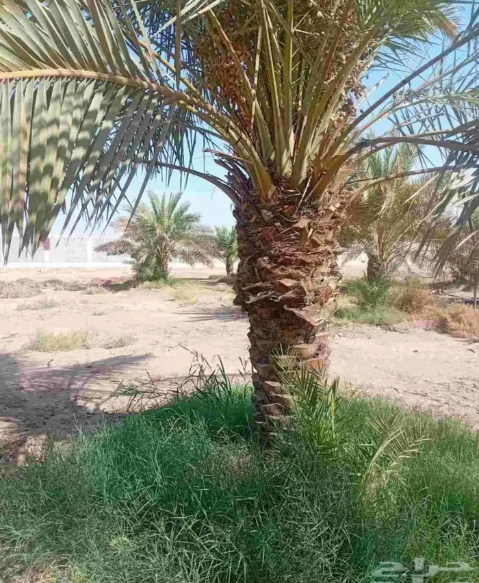 نخل خلاص وبرحي للبيع العدد 30 2