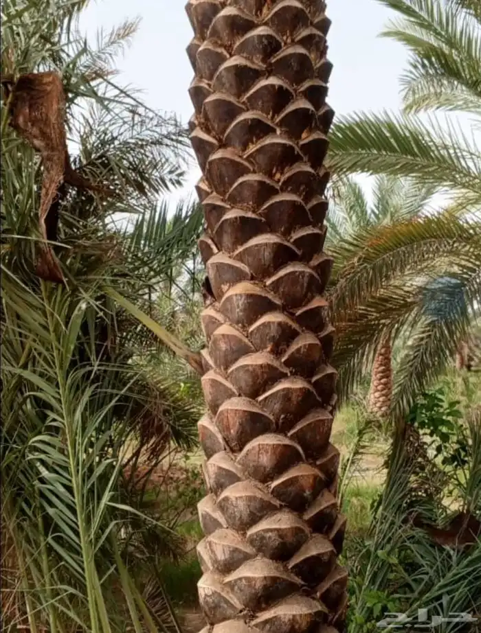 تكريب وتنظيف وشذاب نخل العربي ول واشنطونيا 0