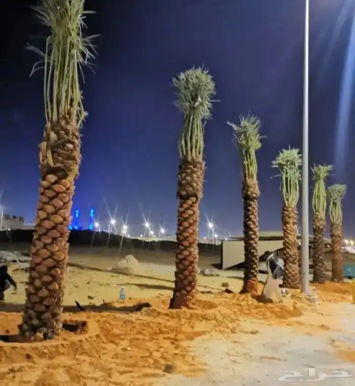 نخل للبيع عربي 2