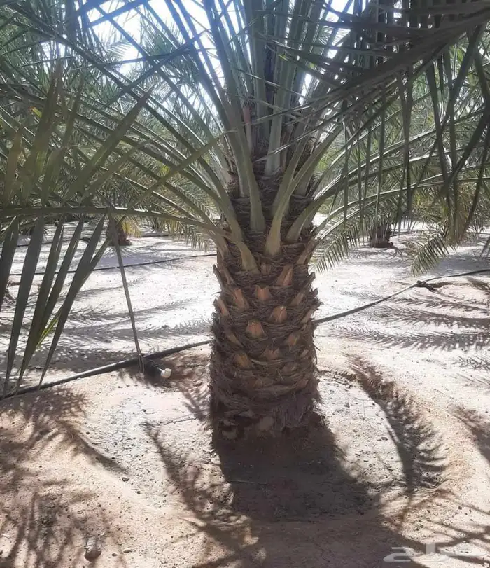 نخل خلاص وبرحي للبيع العدد 30 3