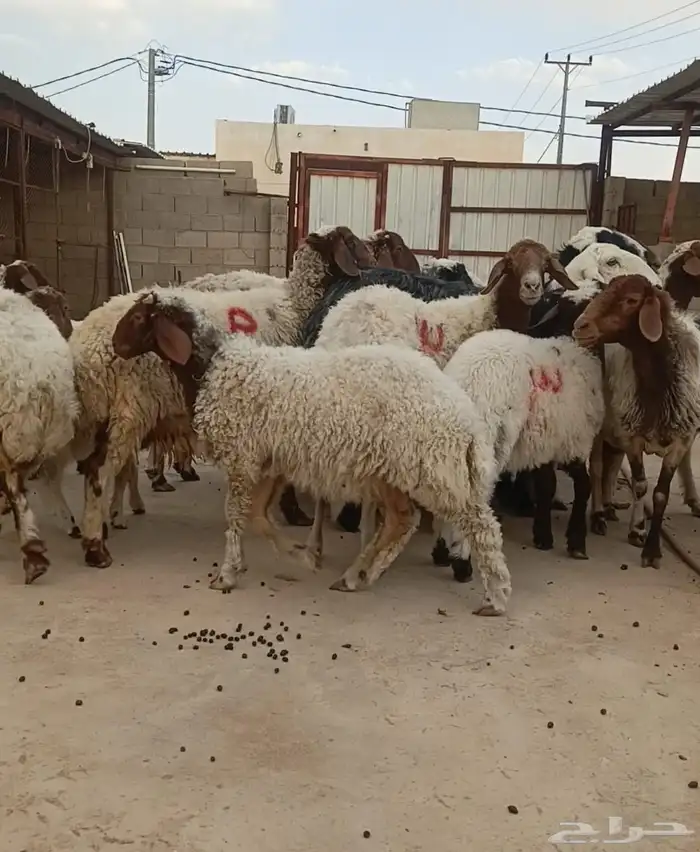 غنم العدد 12 شياه الولد 9 يتبعهن 10 الخرفان 8 رخال 2. 5