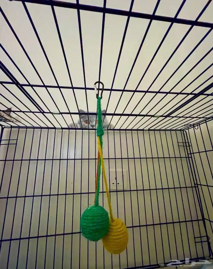 فندقة قطط وكلاب صغيرة في الاحساء 4