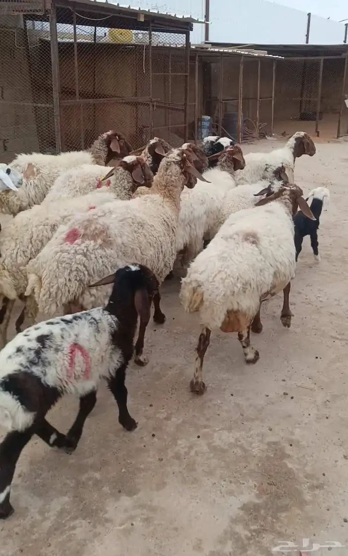 غنم العدد 12 شياه الولد 9 يتبعهن 10 الخرفان 8 رخال 2. 4