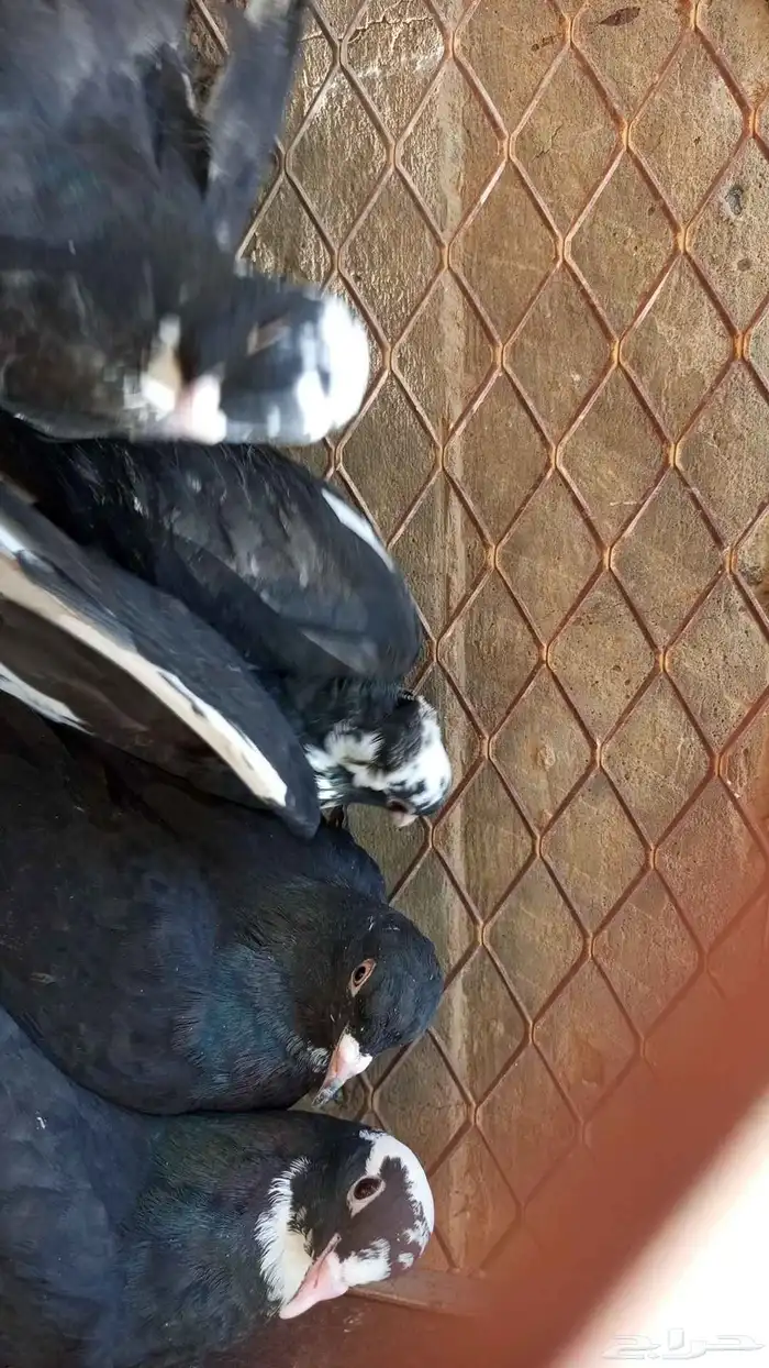 حمام قلابي 0