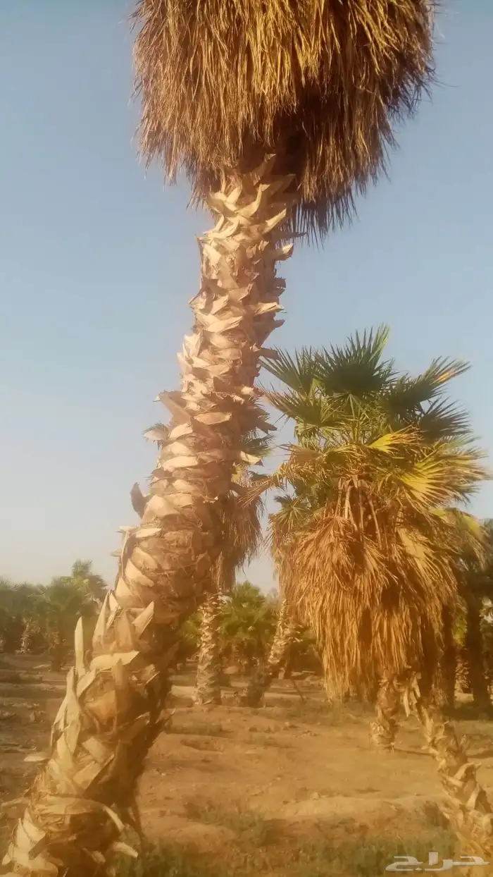 نخيل واشنطني للبيع 2