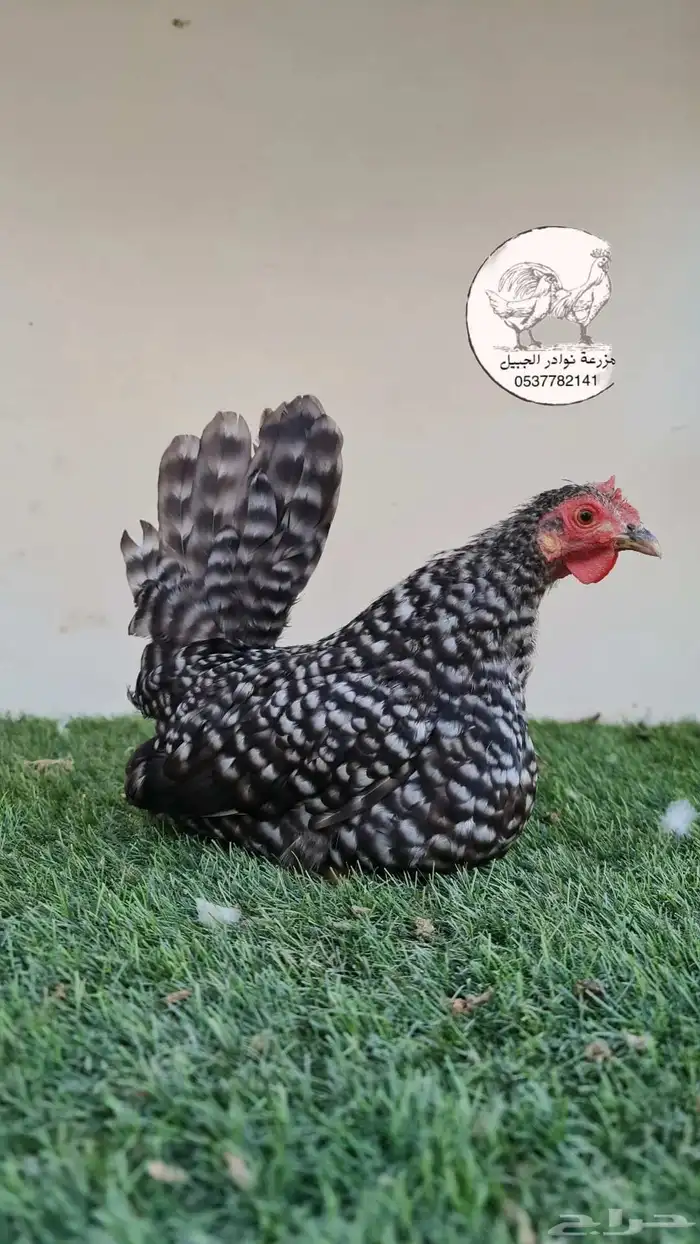 دجاج جبانيز قزم 1
