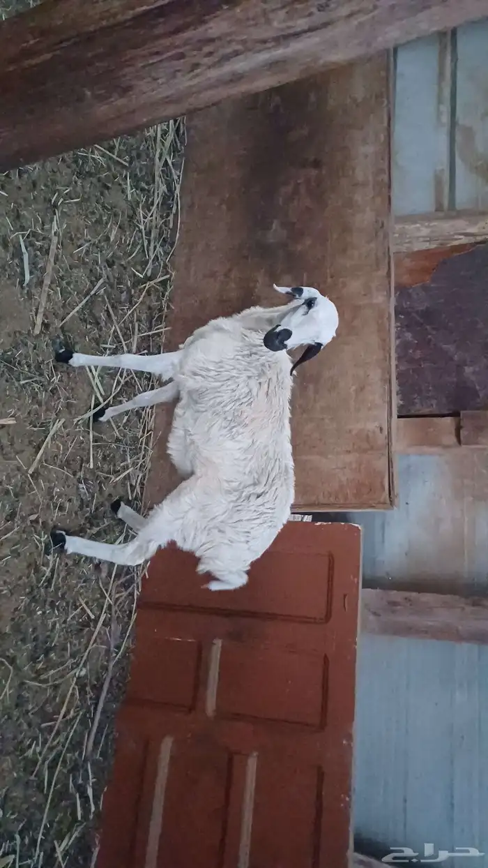 رخل 2