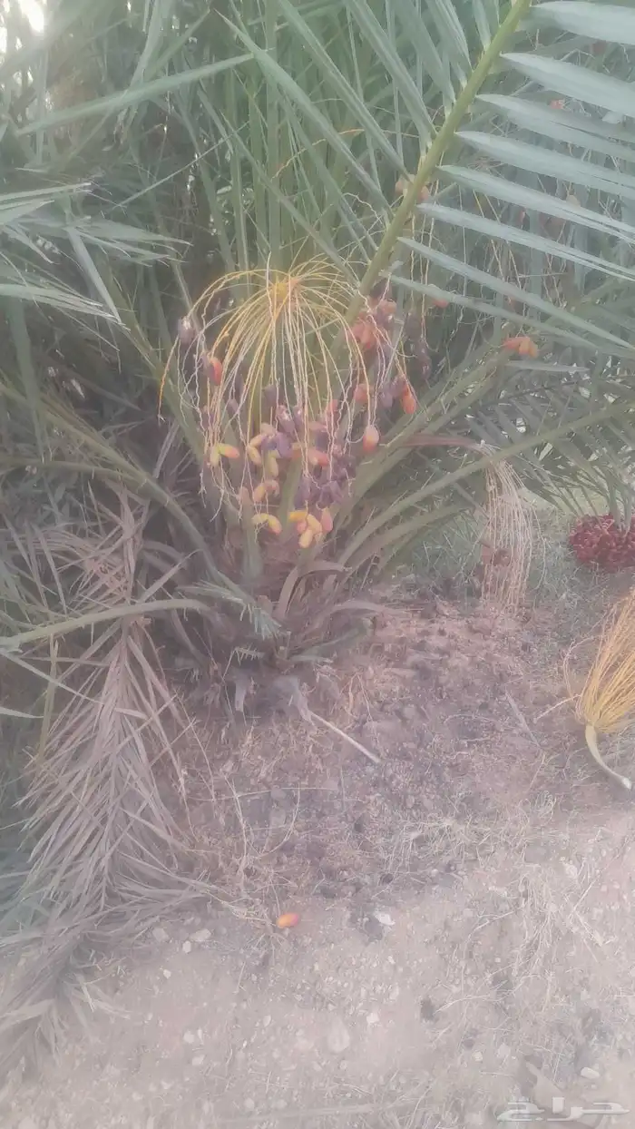 قلع وغرس ف الزلفي والغاط وتوريد جميع انواع النخيل 2