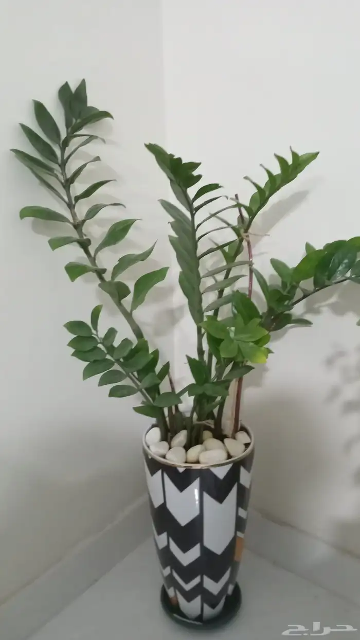 نبات الزاميا طبيعي يحتاج اضاءه خفيفه ليلا ونهار عادي بالصال. 0