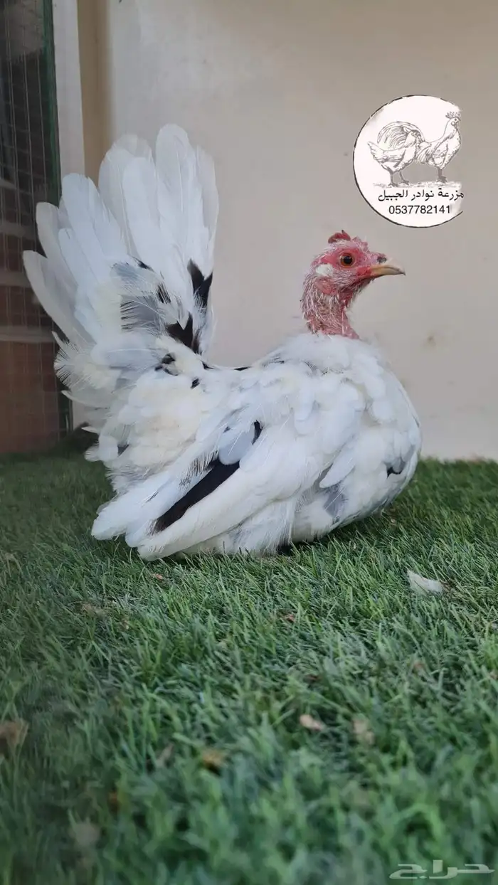 دجاج جبانيز قزم 4
