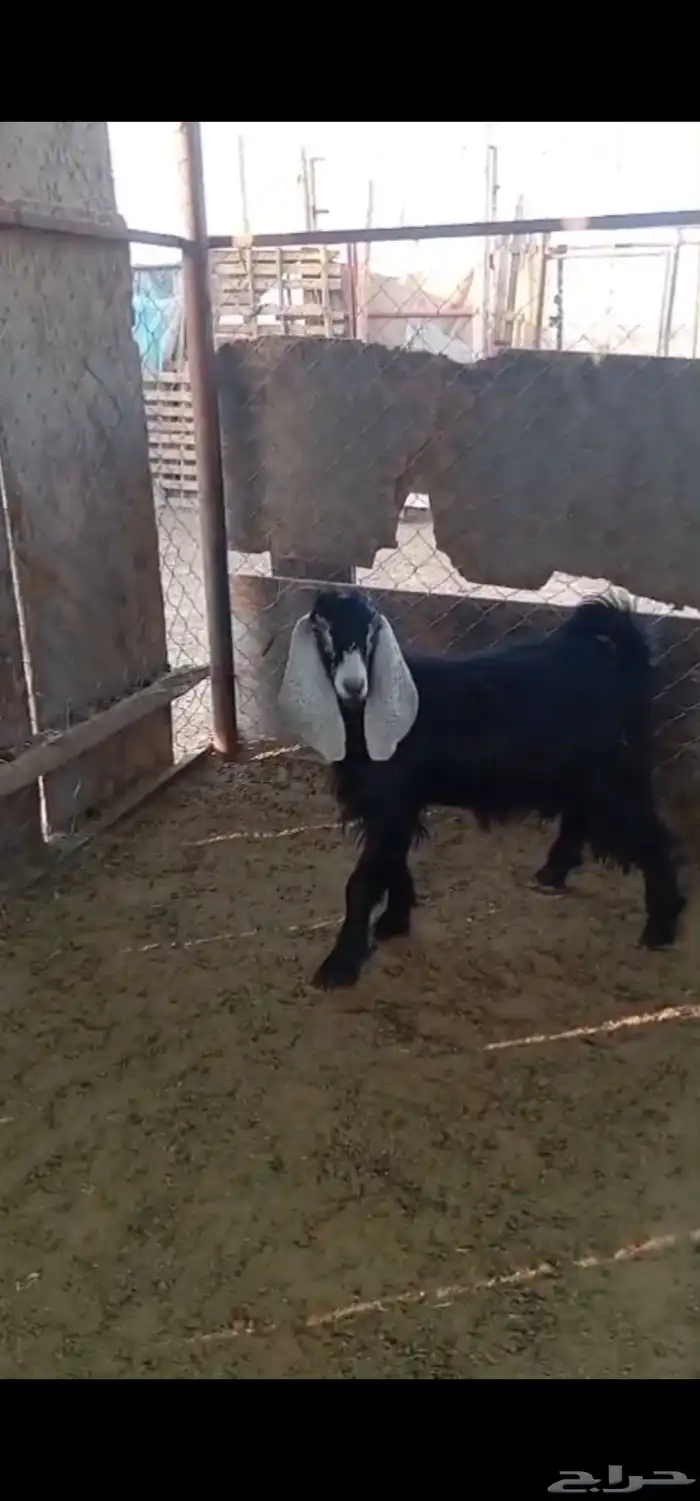 متوفر تيوس بريه 0