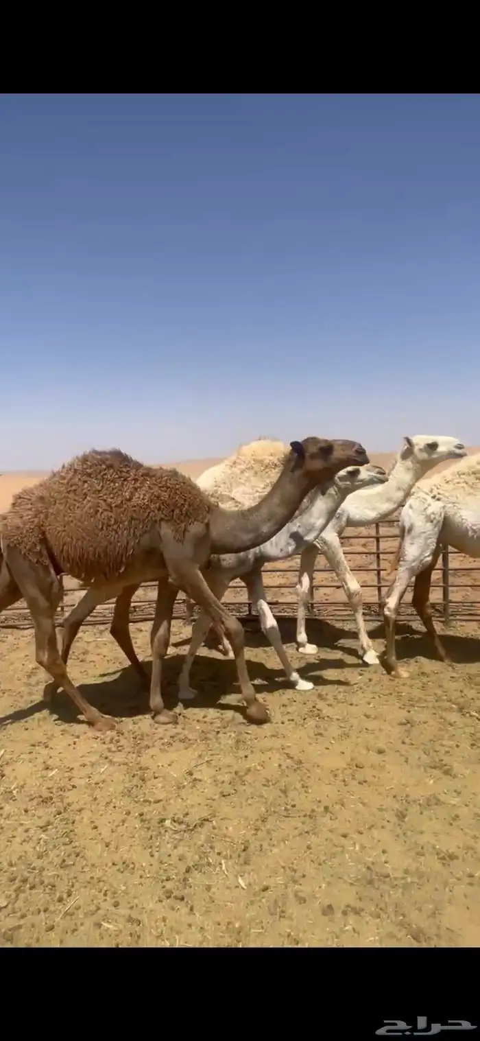 للبيع حشو مخاليل قعدان 6