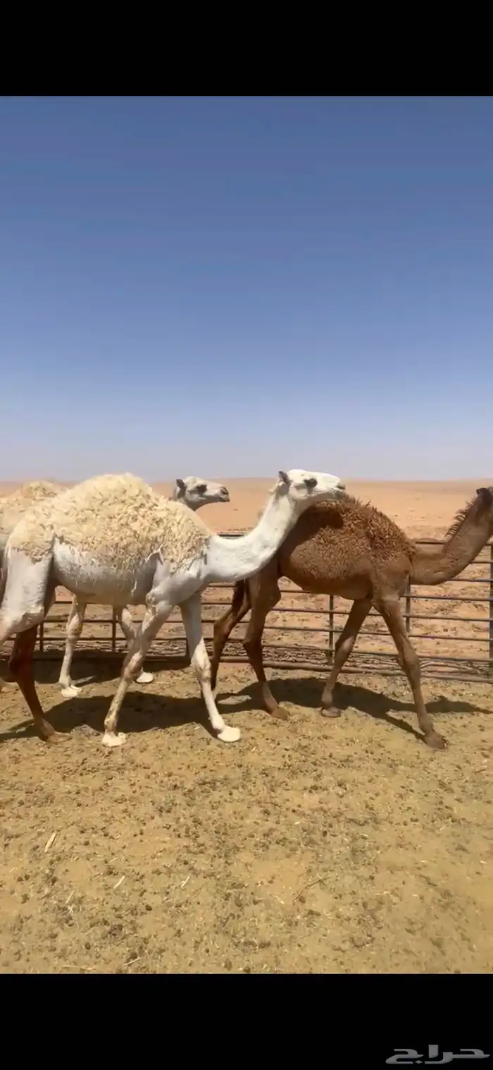 للبيع حشو مخاليل قعدان 2