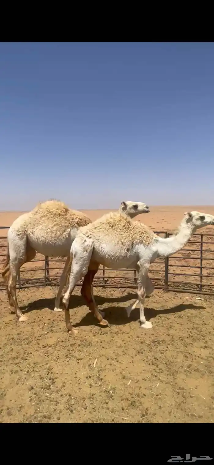 للبيع حشو مخاليل قعدان 5