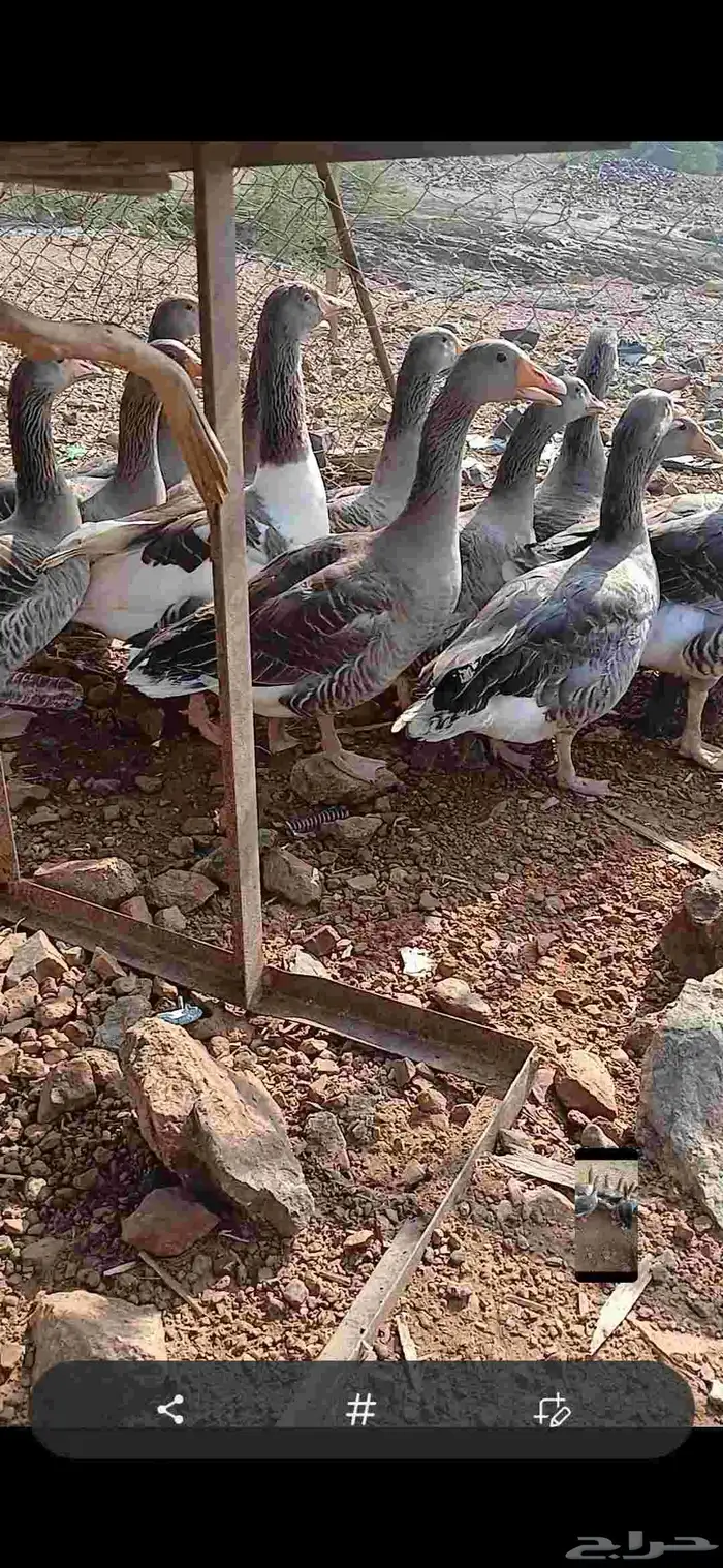 للبيع وز عراقي 2