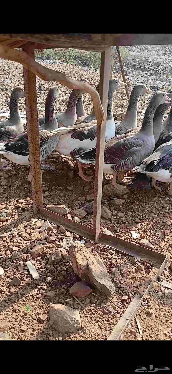 للبيع وز عراقي 5