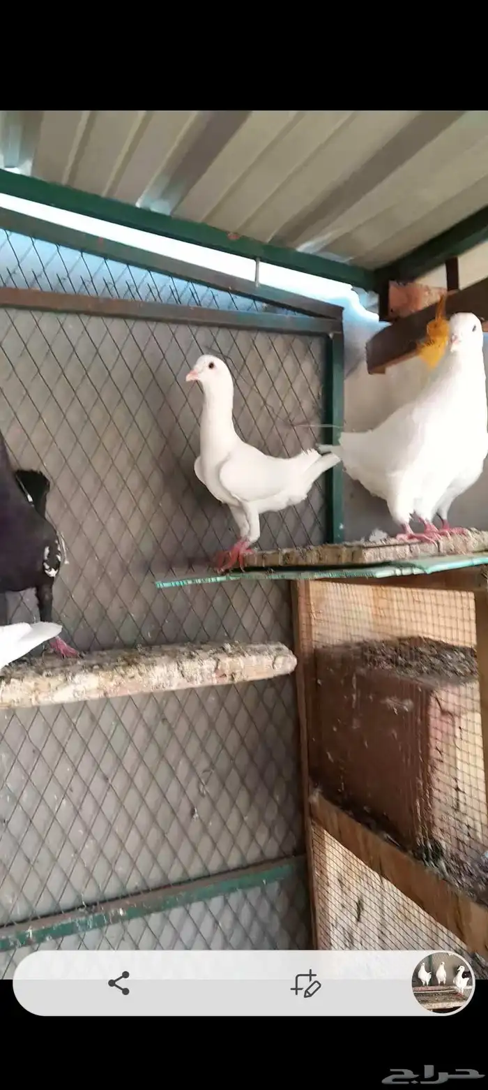 كنج حمام مالتيز 0