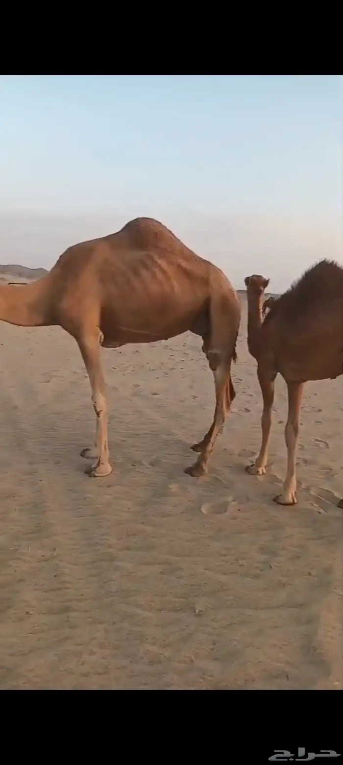 3 نياق خلفات وسم واحد تم البيع 2