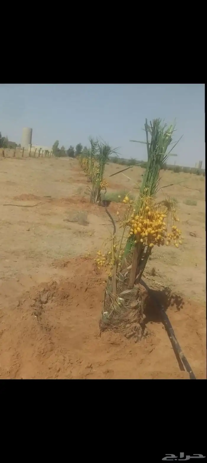 نخيل مثمره للبيع 2