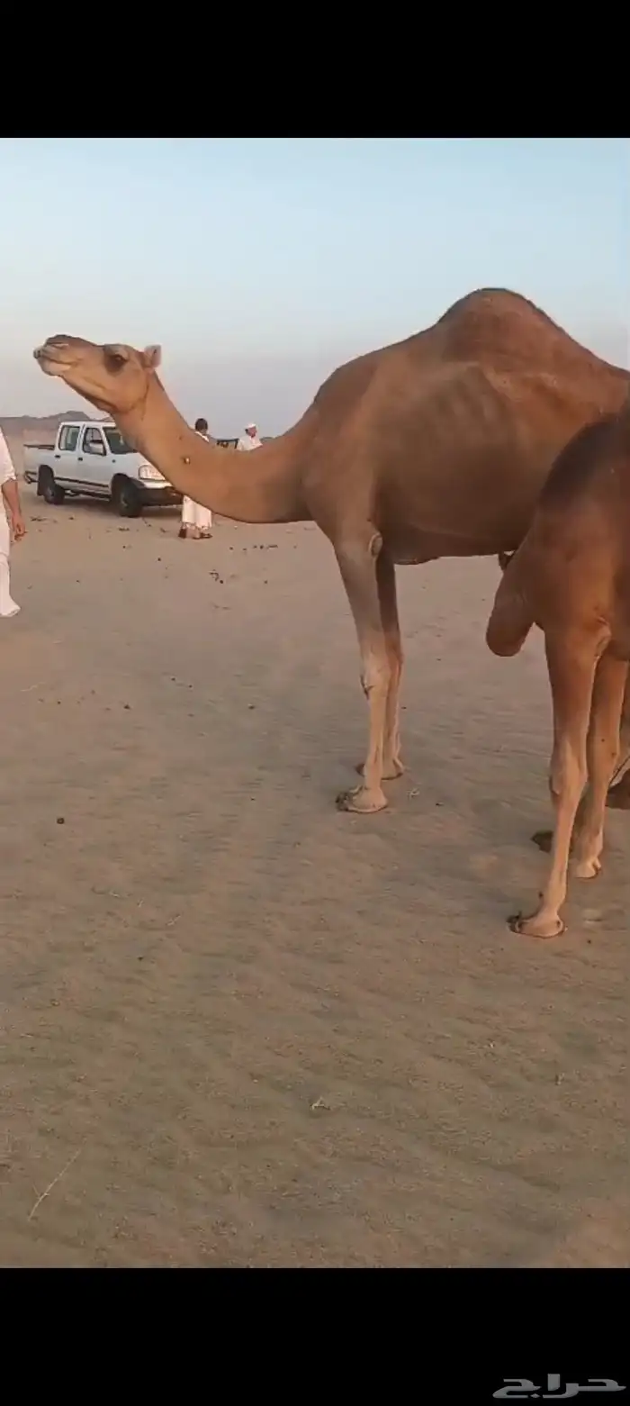 3 نياق خلفات وسم واحد تم البيع 1