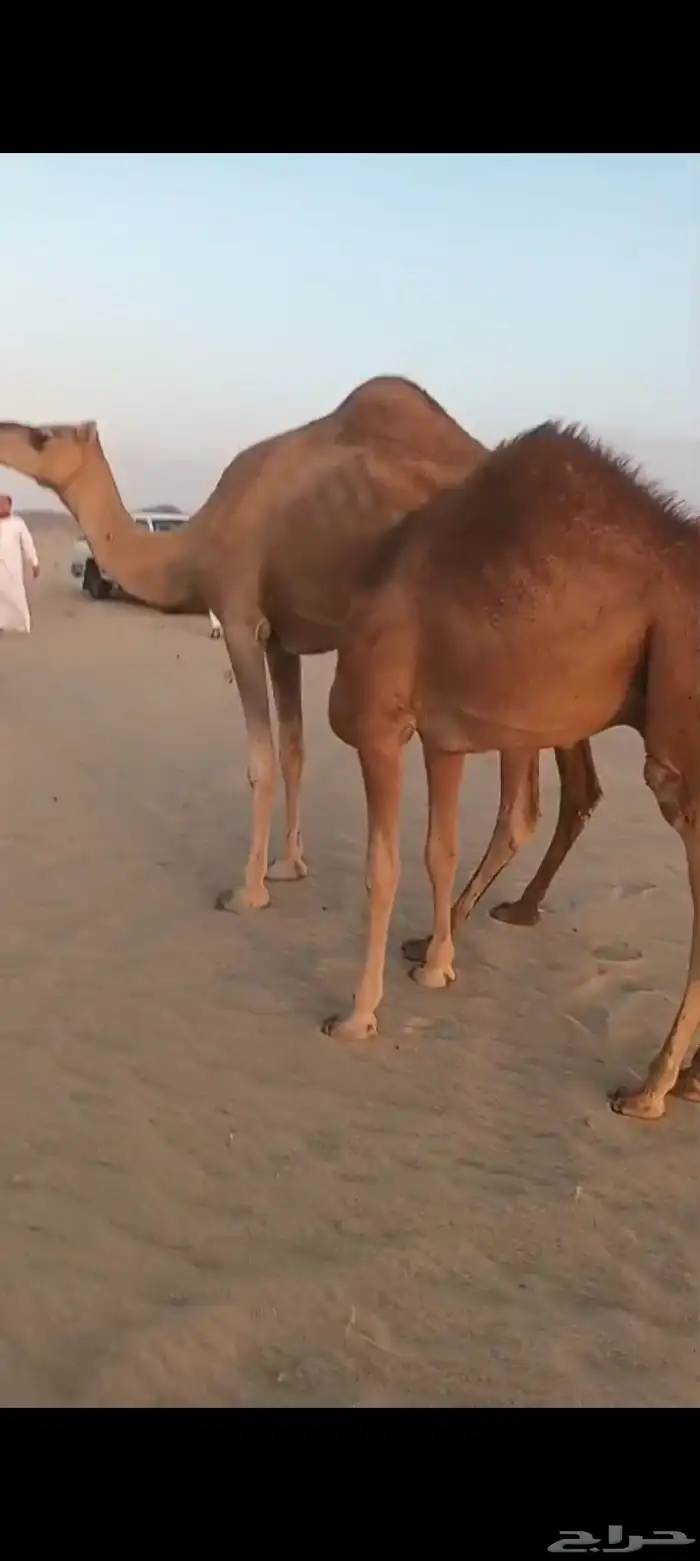 3 نياق خلفات وسم واحد تم البيع 5