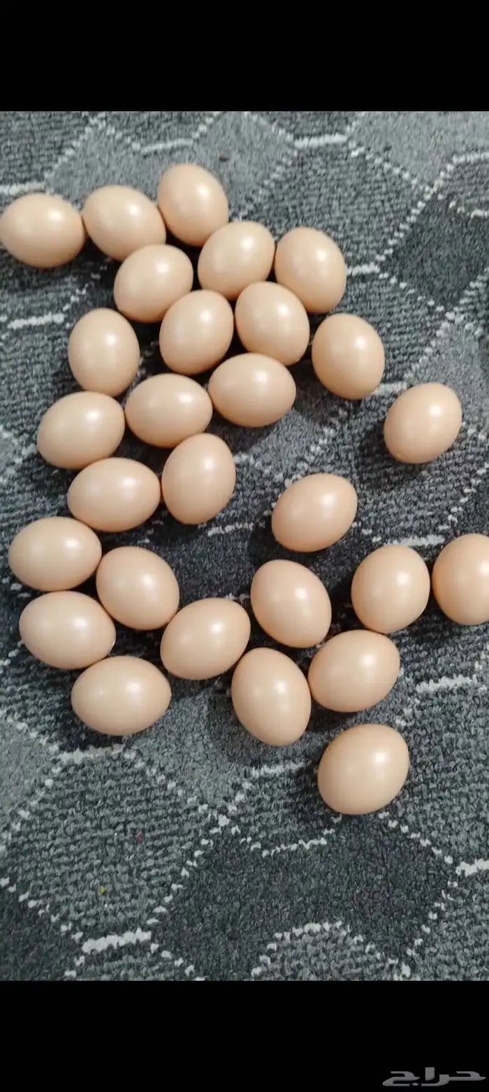 بيض بلاستيك صناعي وهمي 0