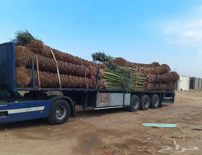 نخل للبيع عربي 3