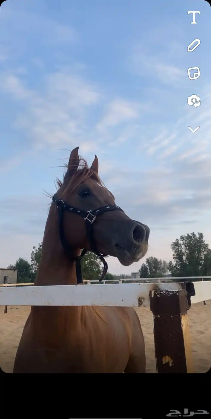 خيل واهو اوراق 3