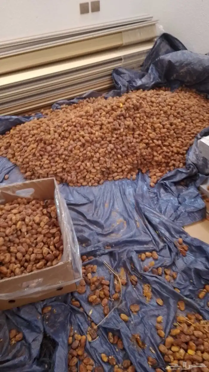 الي يبا صرام لتمر متواجدين بلجله وتبراك 0