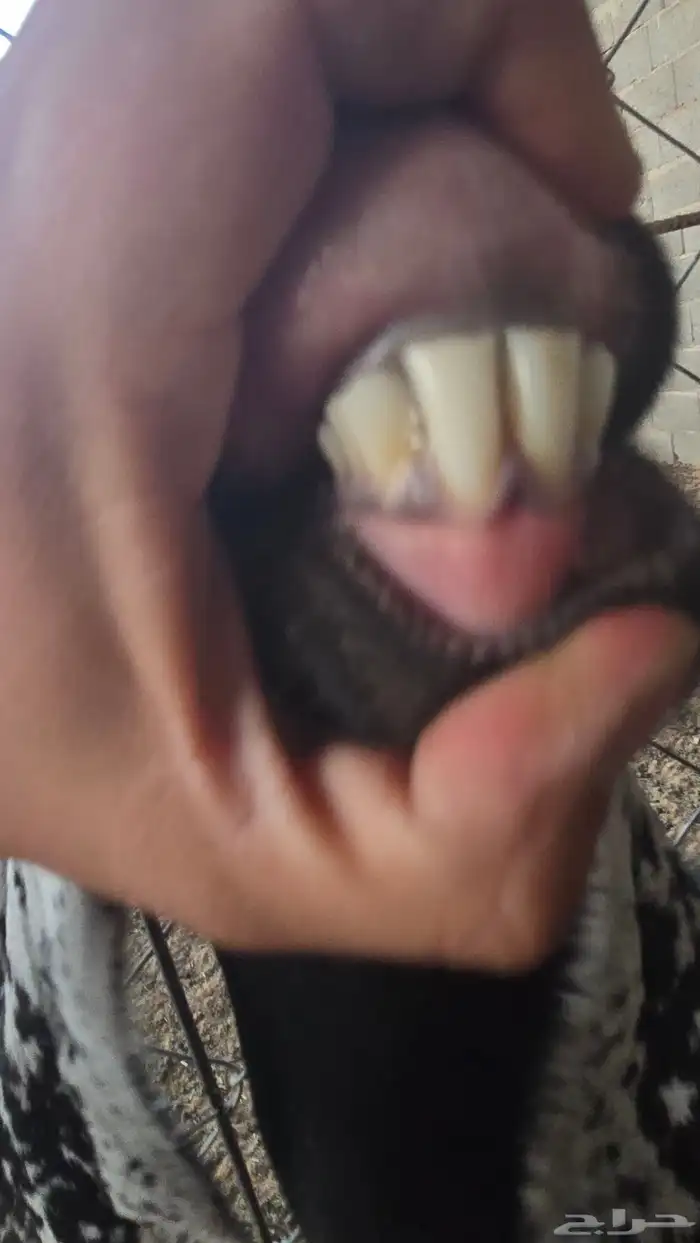 عنز 2