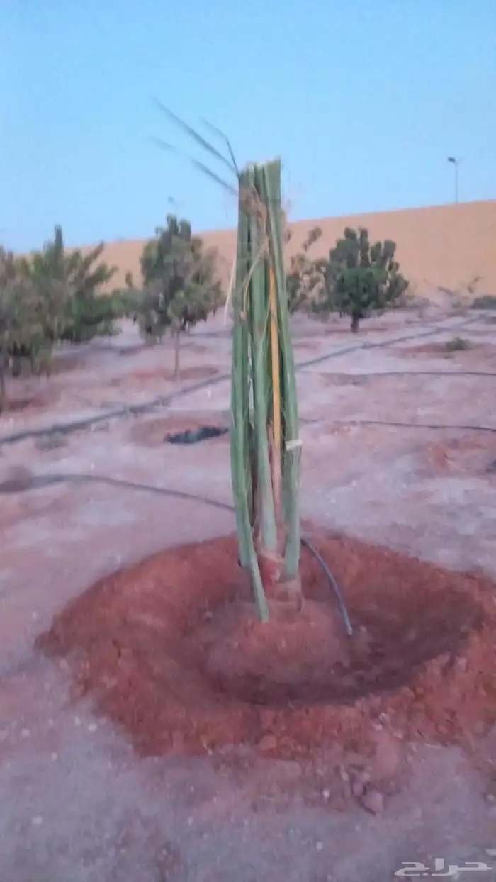 نخيل مثمره للبيع 0