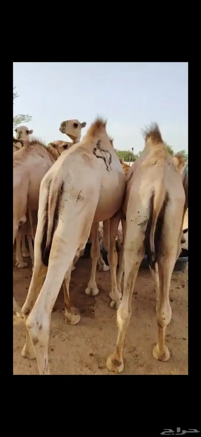 قعدان صومالي أصلي للبيع جودة عالية وسعر مميز 4