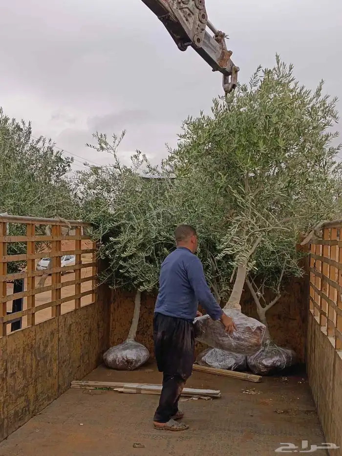 يوجد لدينا جميع انواع الأشجار التوصل علا 4