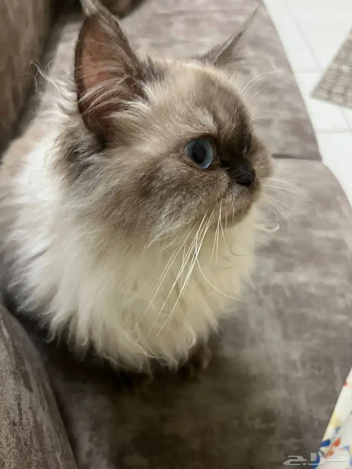 قطة سيامي للتبني العاجل 2