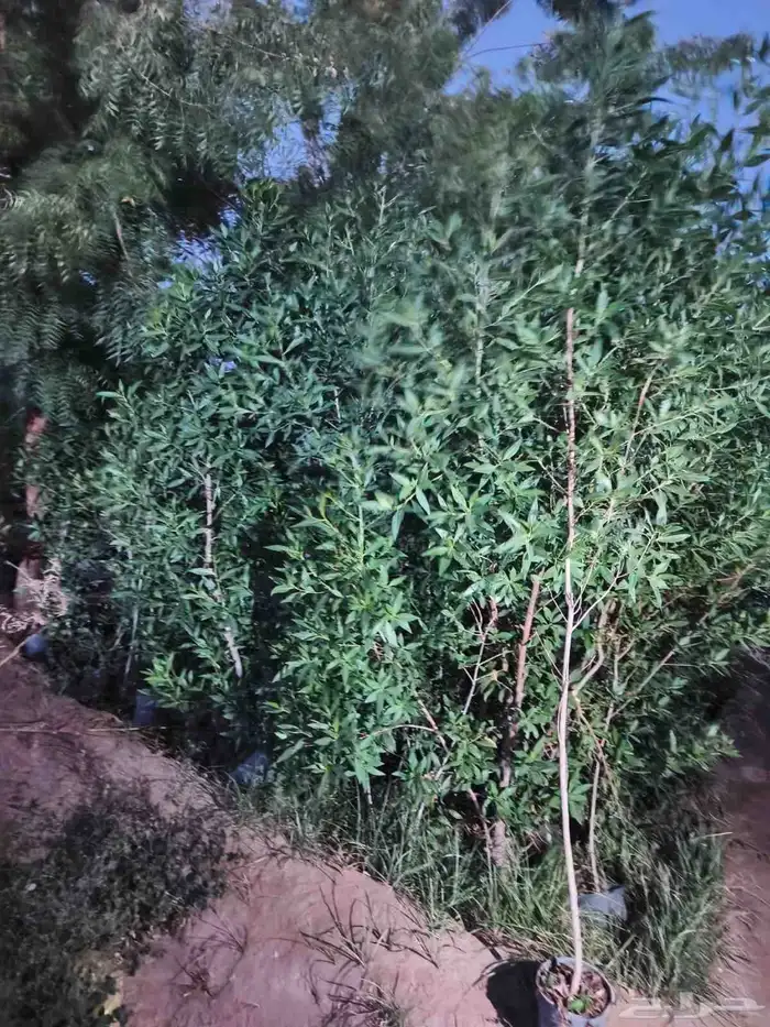 مشتل زراعي في منطقة عسير 2